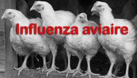 INFLUENZA AVIAIRE Situation Sanitaire Francaise large