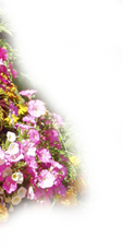 Fleurs